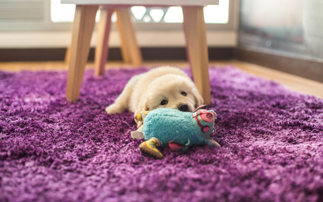 Safe Carpet Cleaning for Family and Pets