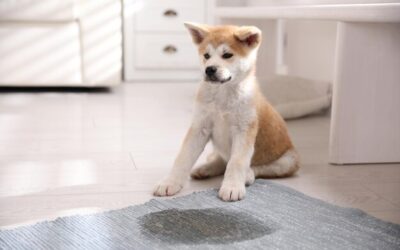 Effective Pet Urine Odor Solutions for 2024