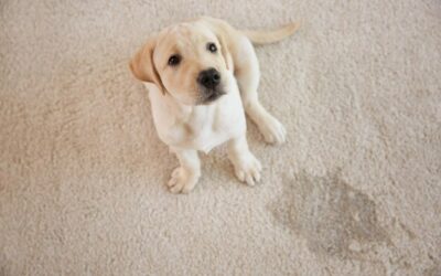 The Best Ways to Remove Pet Urine Odor from Carpets and Furniture