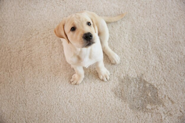 The Best Ways to Remove Pet Urine Odor from Carpets and Furniture