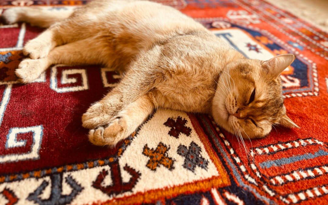 Pet