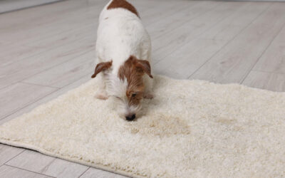 What To Do When Pet Urine Odor Won’t Leave Your Carpet